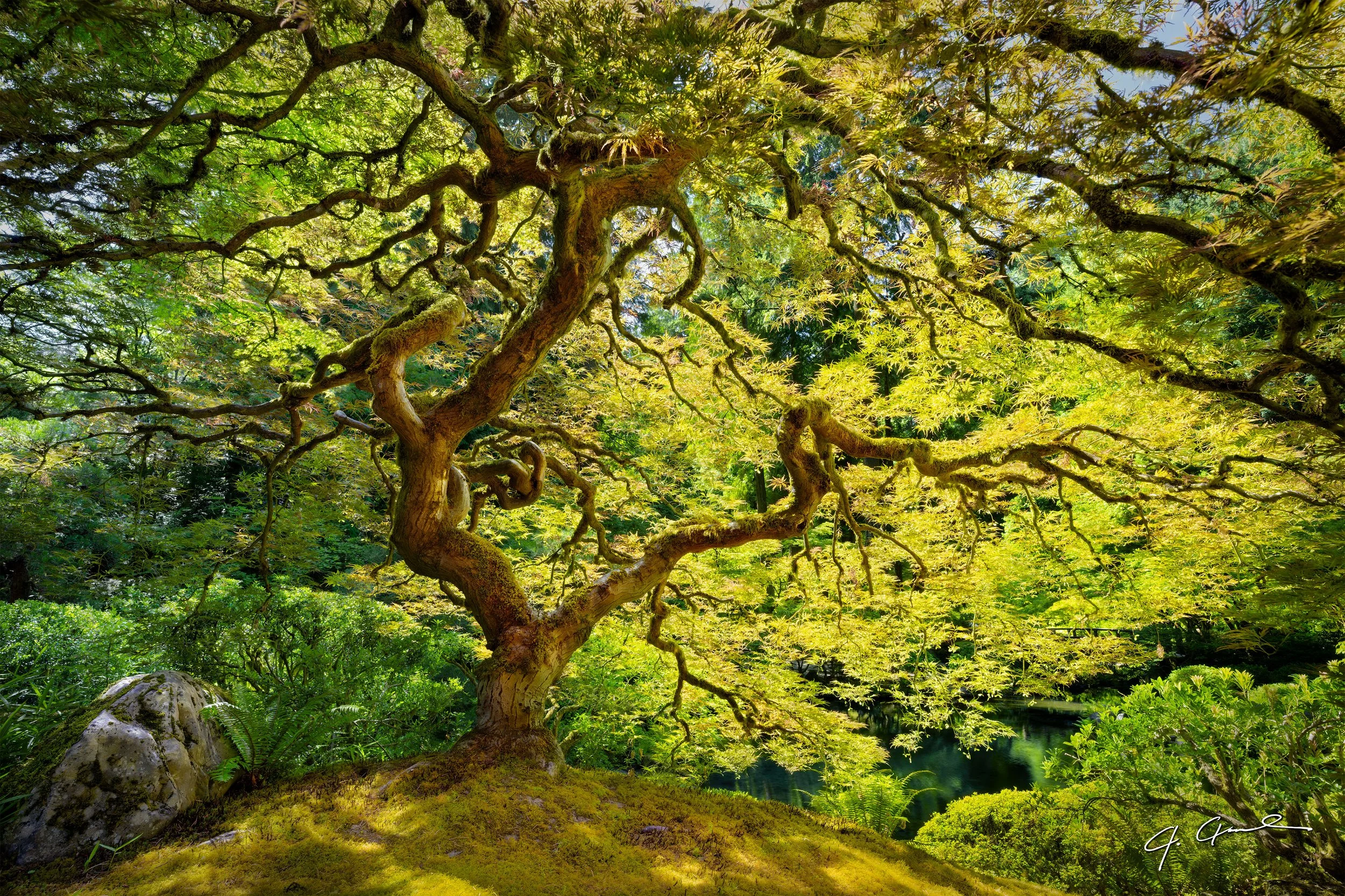 Green Japanese Maple fine art print Portland Oregon.jpeg.jpg