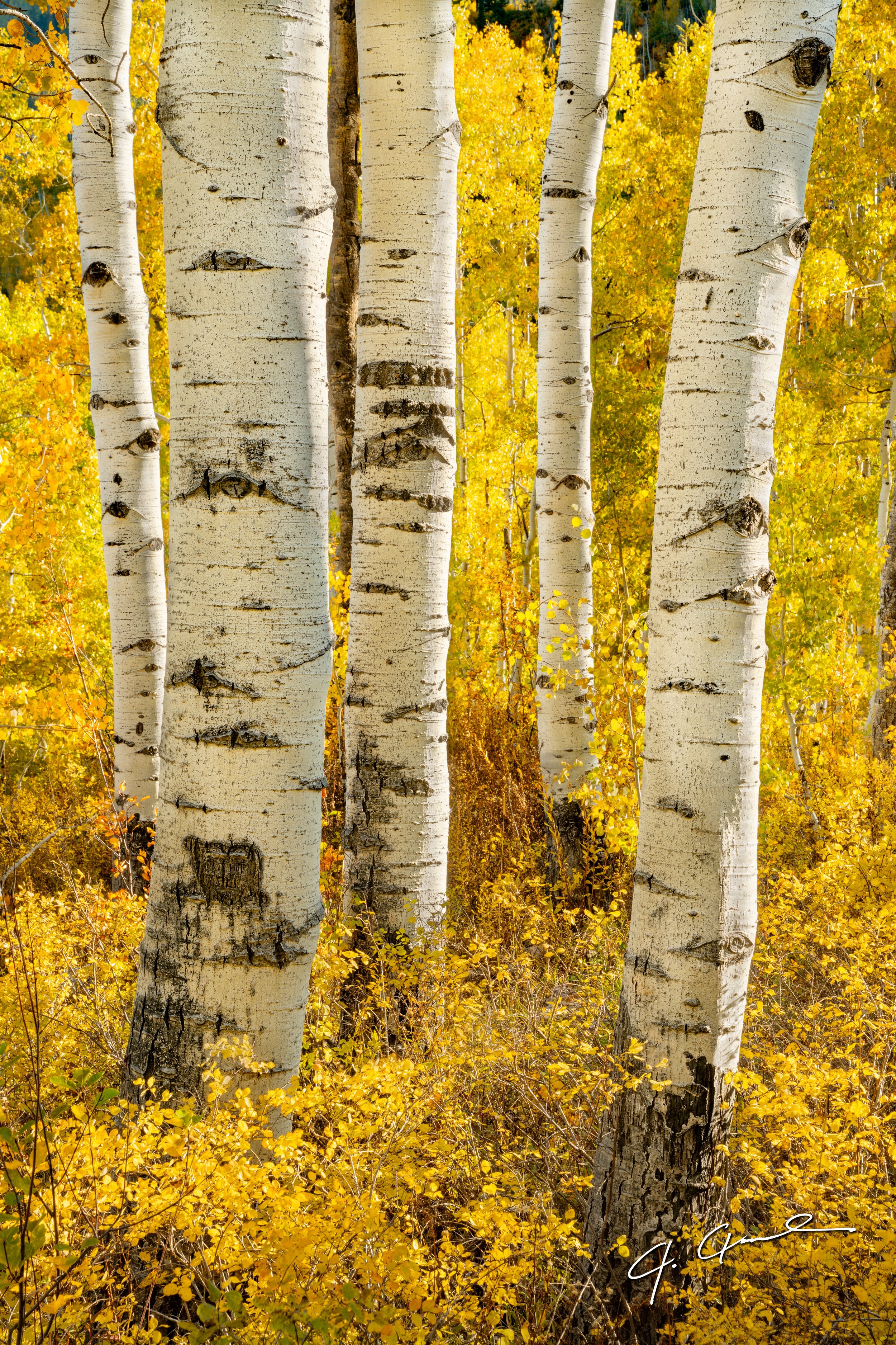 A fine art print of a quaking aspen found in Colorado during the fall.