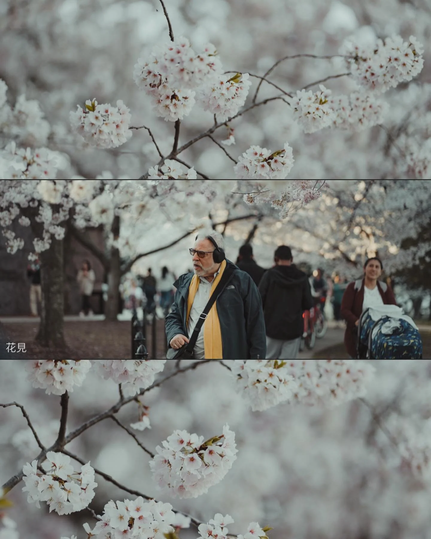 花見 🌸🍃

#cherryblossom #sakura #spring #japan #flowers #nature #cherryblossoms #peace #reflection #kindness #photography #cherry #love #pink #blossom #art #naturephotography #flower #travel #photooftheday #cherrytree #springtime #beautiful #photo #r