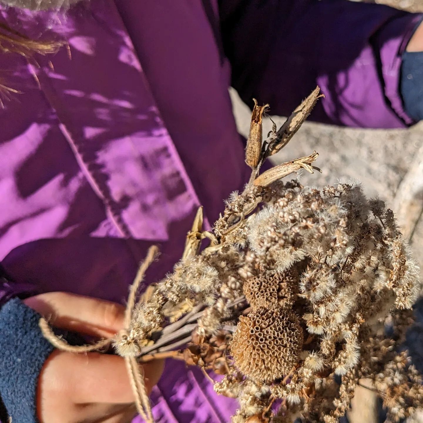 Seed dispersal winter bouquets with the 1st graders 💚