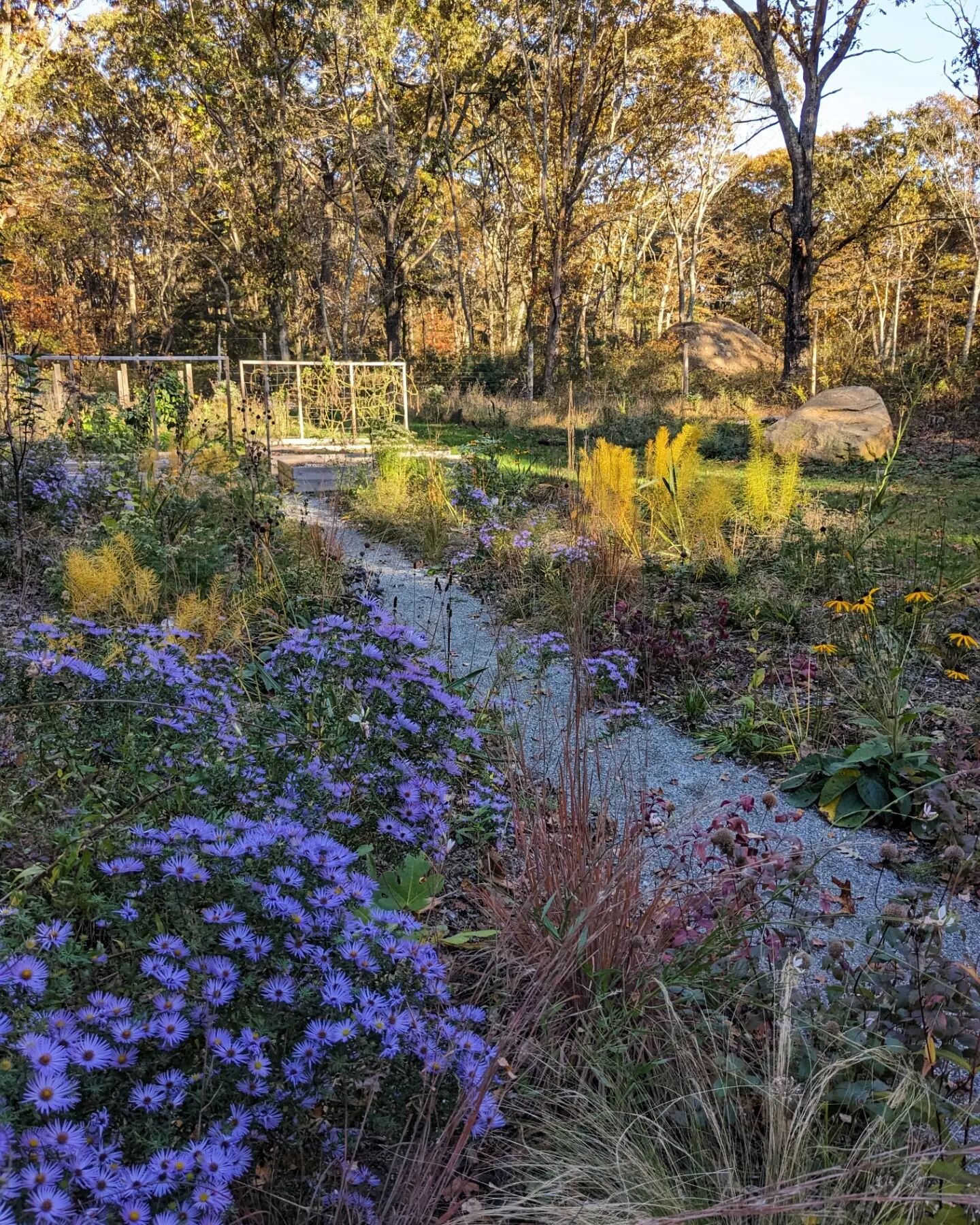 It is so satisfying to me that these colors are coming together and that this garden is finally cohesive enough to be photographed.