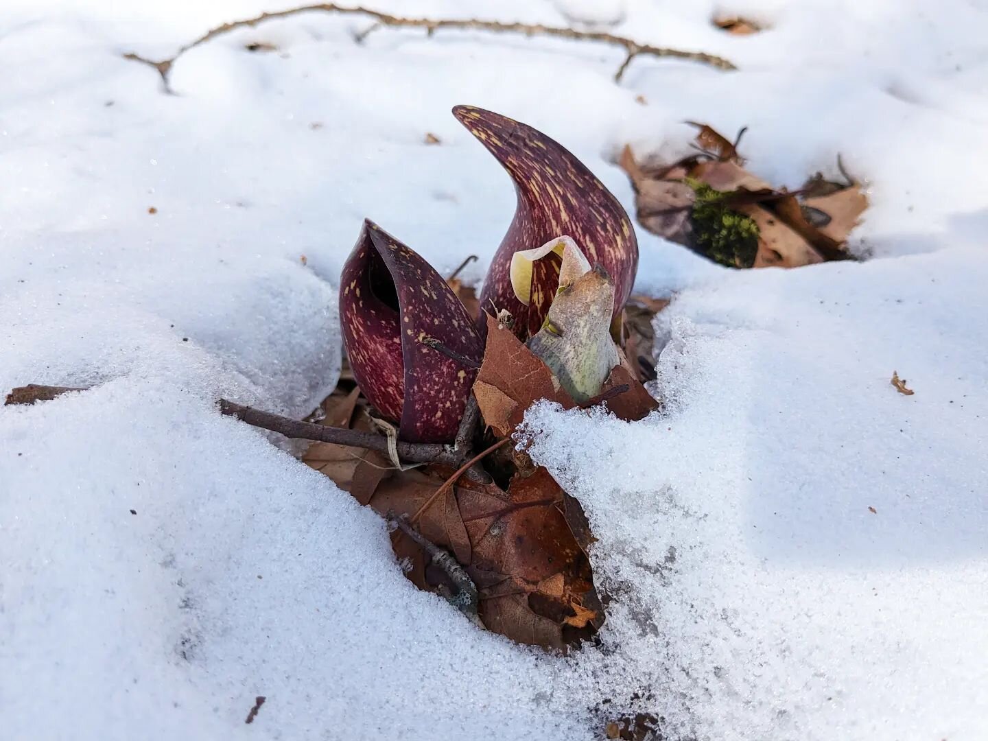 Skunk Cabbage haiku: embracing the stink / I make my own warm fireside / for any who visit