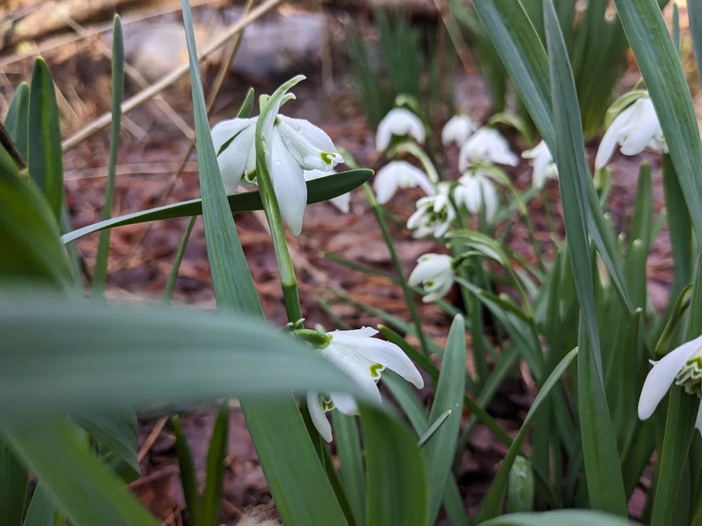 Feral woodland daffs and snowdrops growing in shade and standing water, never read a plant tag, not a care in the world.