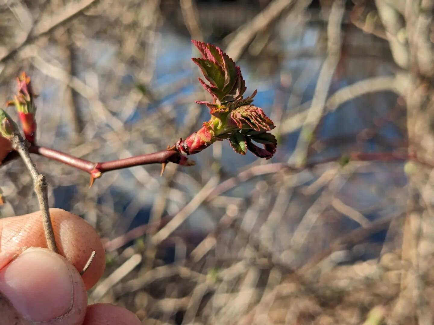 One of the reasons some of our favorite weedy shrubs are so successful is they can leaf out much earlier than native shrubs that occupy similar ecological niches. Here's introduced multiflora rose and honeysuckle with a big head start on red twig dog