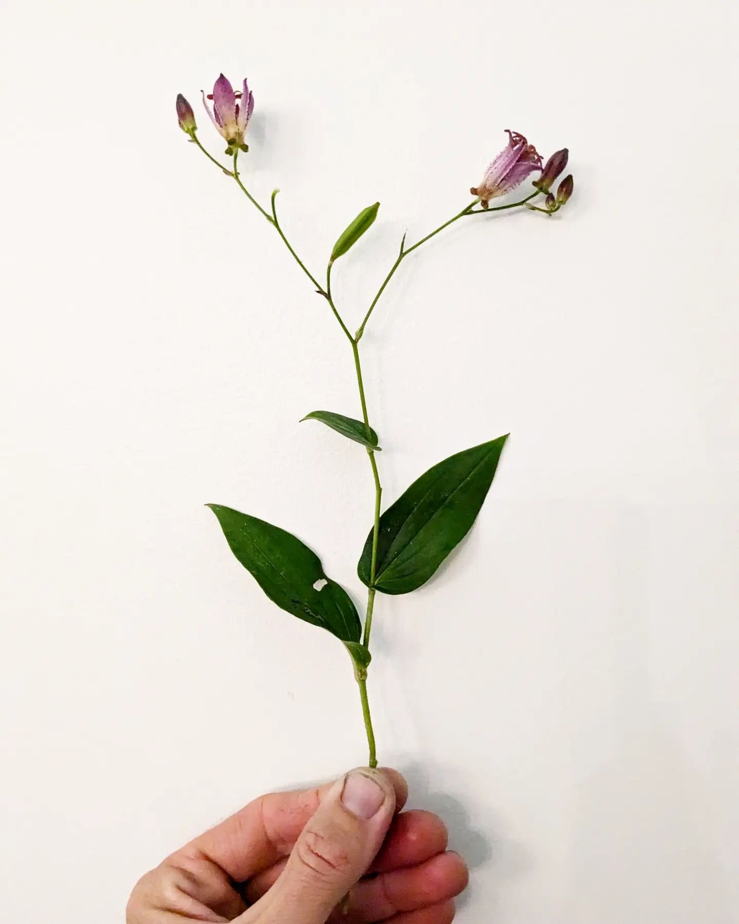 I love a toad lily, 50% for the common name 50% for the cute weird flowers so late in the season. Blue thumbs thanks to 1st graders dyeing with Japanese indigo at school today.