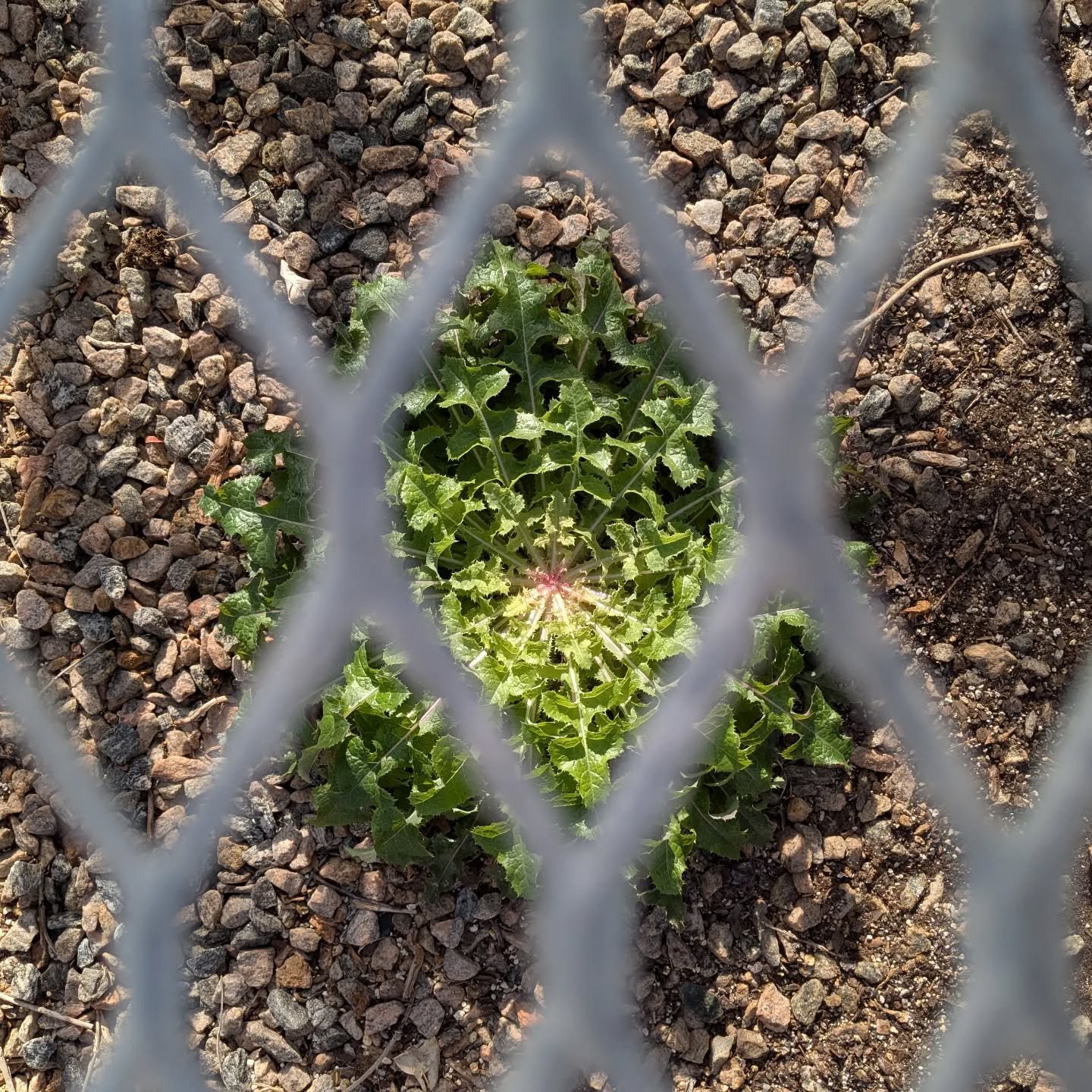 No one with a conscience can see what's happening in Minneapolis and still support this president, his administration, DHS, or ICE. This is a racist brutal fascist government treating people that I love like animals. These are our friends and colleag