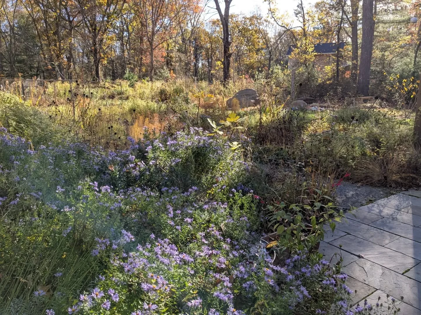 reading about the aki no nanakusa, the seven herbs of autumn, and disappearing into Japanese coppice woodlands while I look out at my own aki no kusa