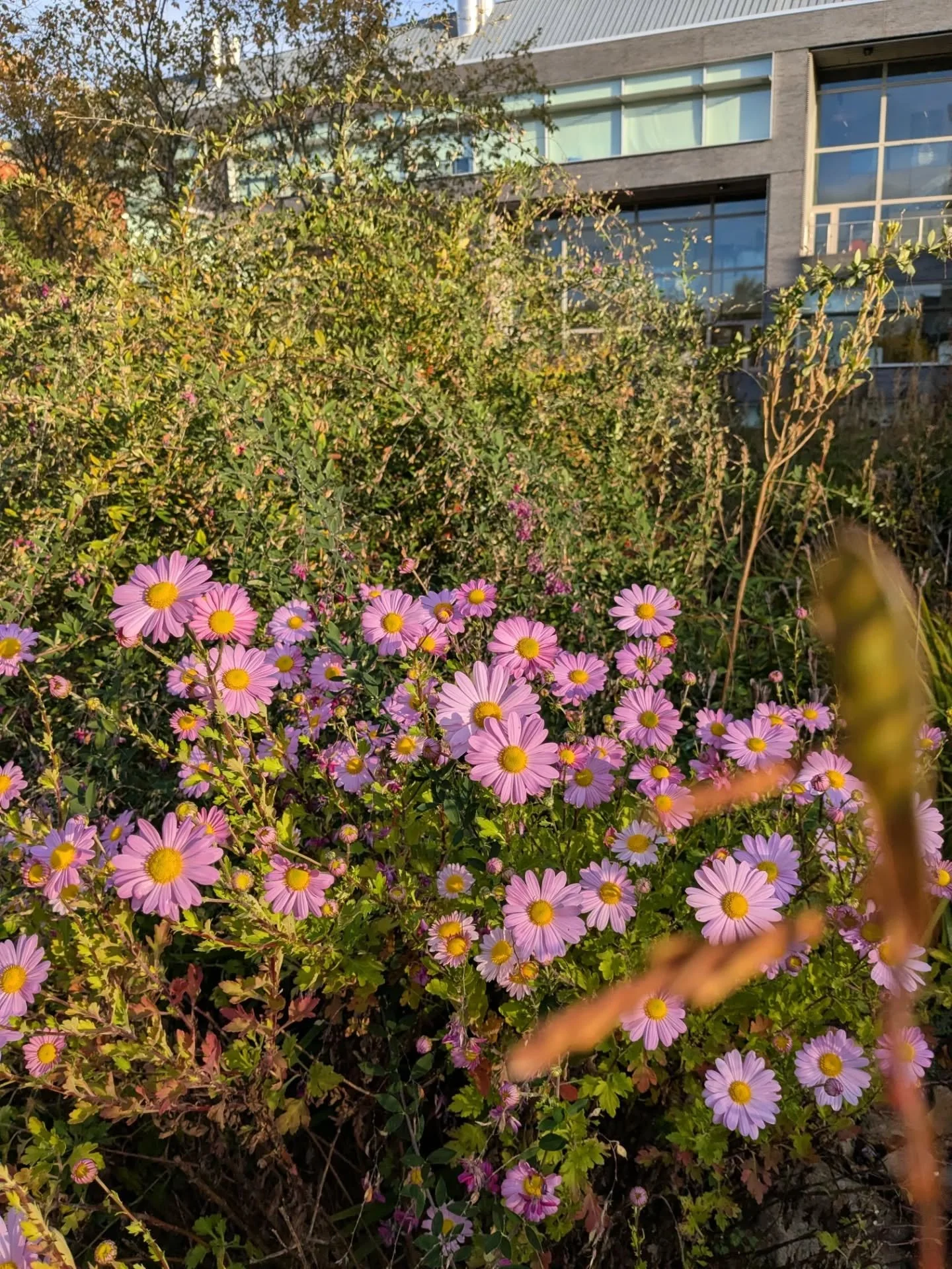 Stopping by to show you the hardy mums in the URI pharmacy garden.