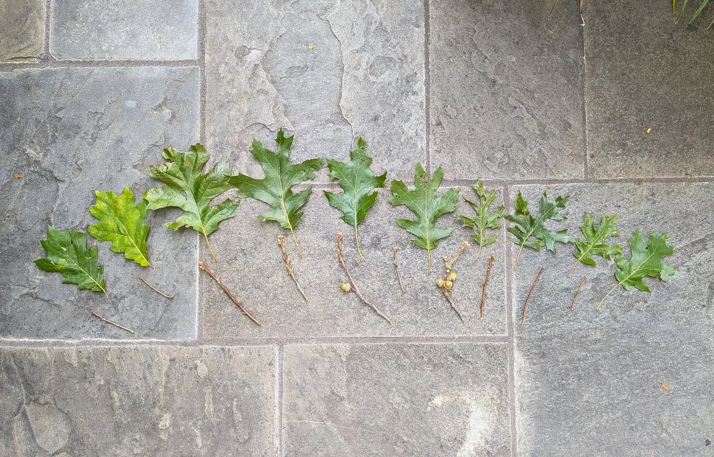 Thank you to red to black to scarlet oaks specifically for challenging my need to categorize what is fundamentally uncategorizable. Red oaks typically: dull upper leaf surface, >7 shallow lobes, small smooth buds, smooth shallow acorn cap. Black o