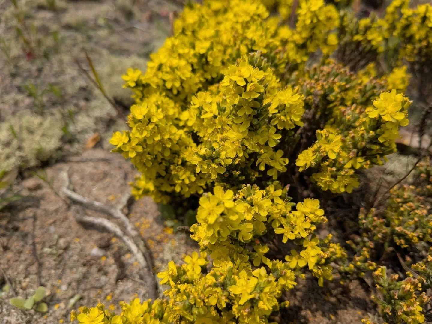 I was at a job talking to a man from Guatemala today, he doesn't have legal status and it doesn't need to be said but like the hundreds of other people I've met like him in my line of work he was kind, skilled, and in this country out of concern for 