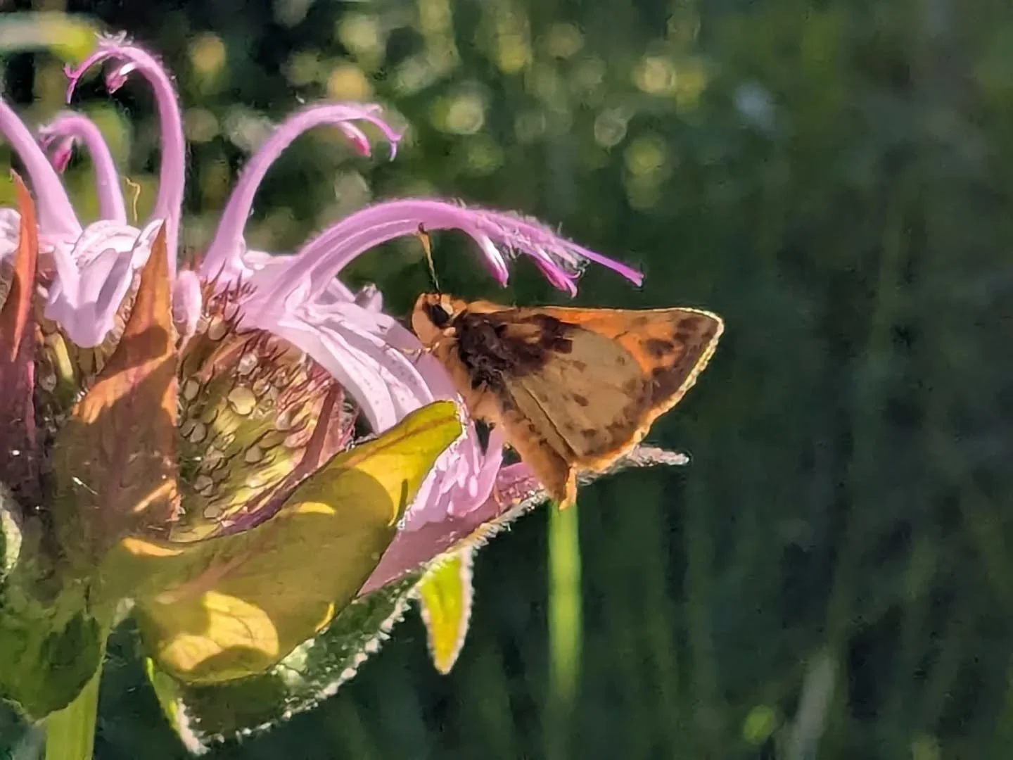 Back but only to tell you I learned that the scientific name for this butterfly is Lon zabulon.