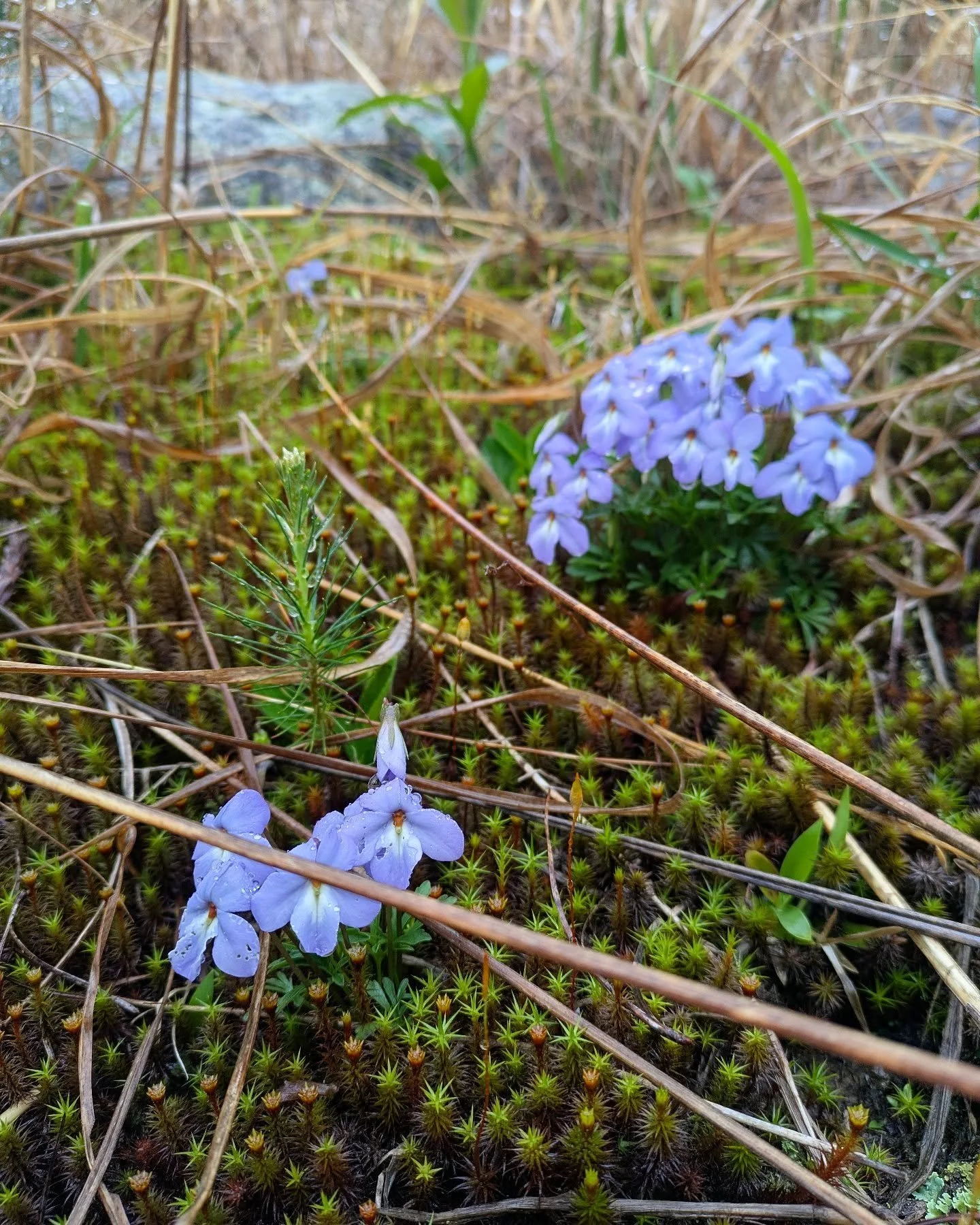 I'm back but only to show you Viola pedata.