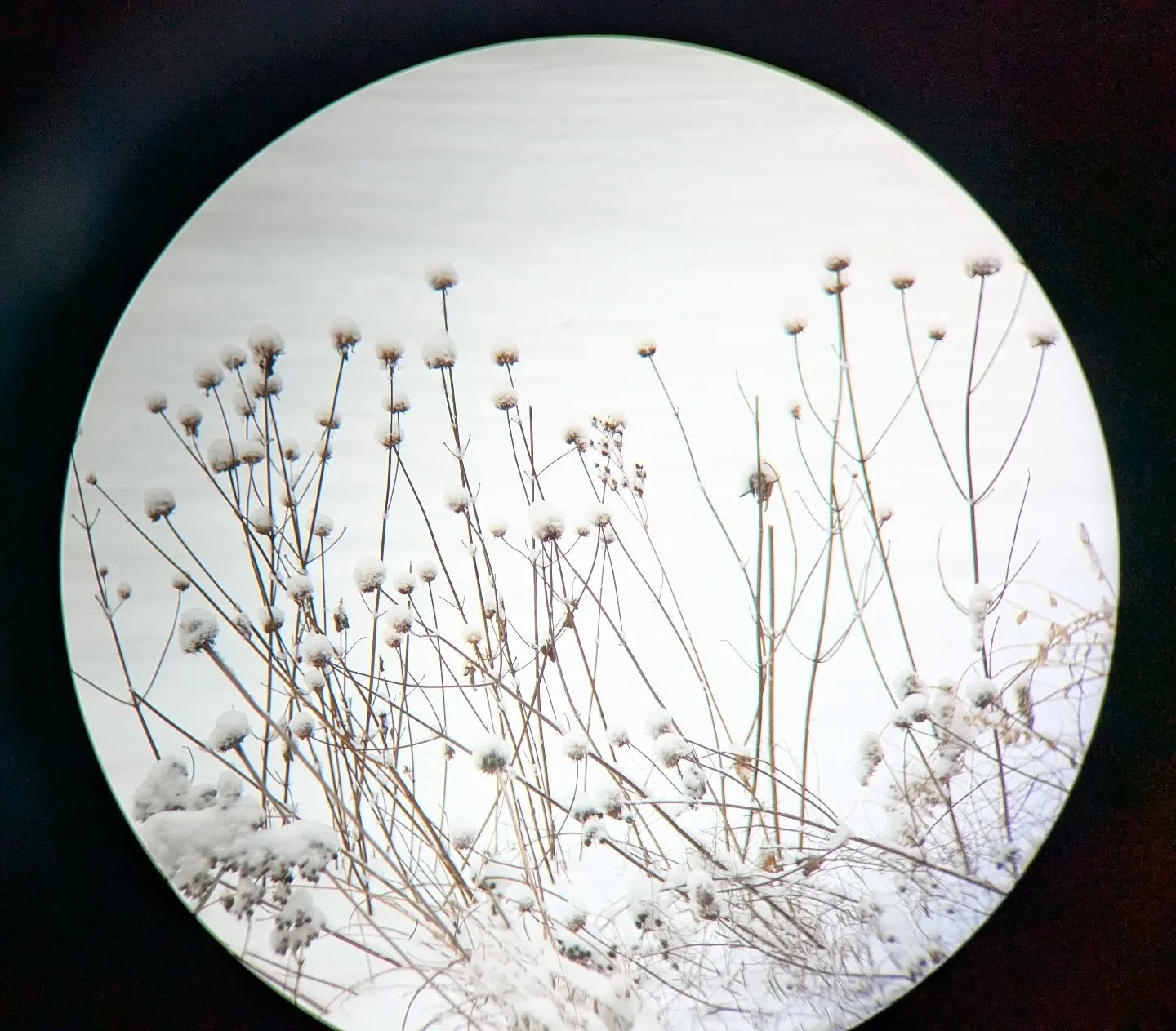 Goodbye for now! I'm going to try to spend less time on this app for the foreseeable future. See you in the garden.