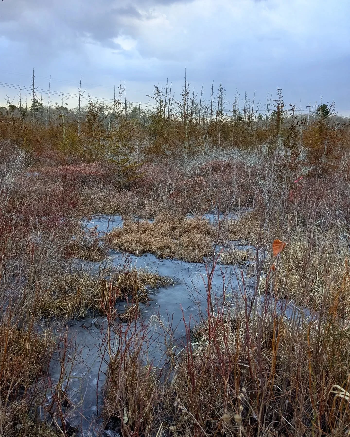 Today's classroom, teaching field botany in the spring semester for the first time, going to be a fun challenge for all of us