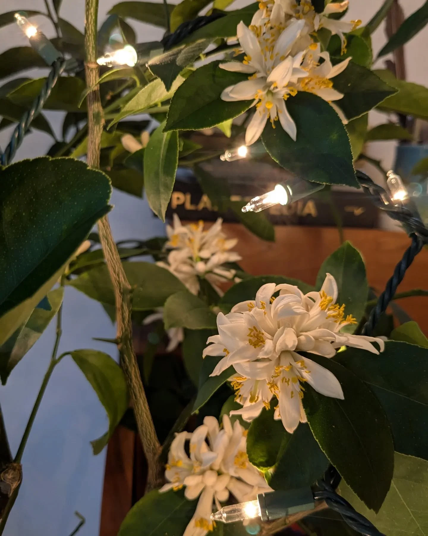 Rhode island's premier Meyer lemon farm