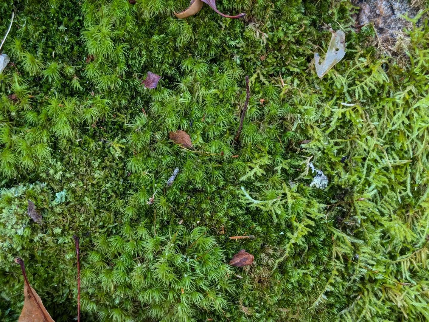 Decided in advance to have a Moss Winter (sit very still on a log so most people don't notice me).