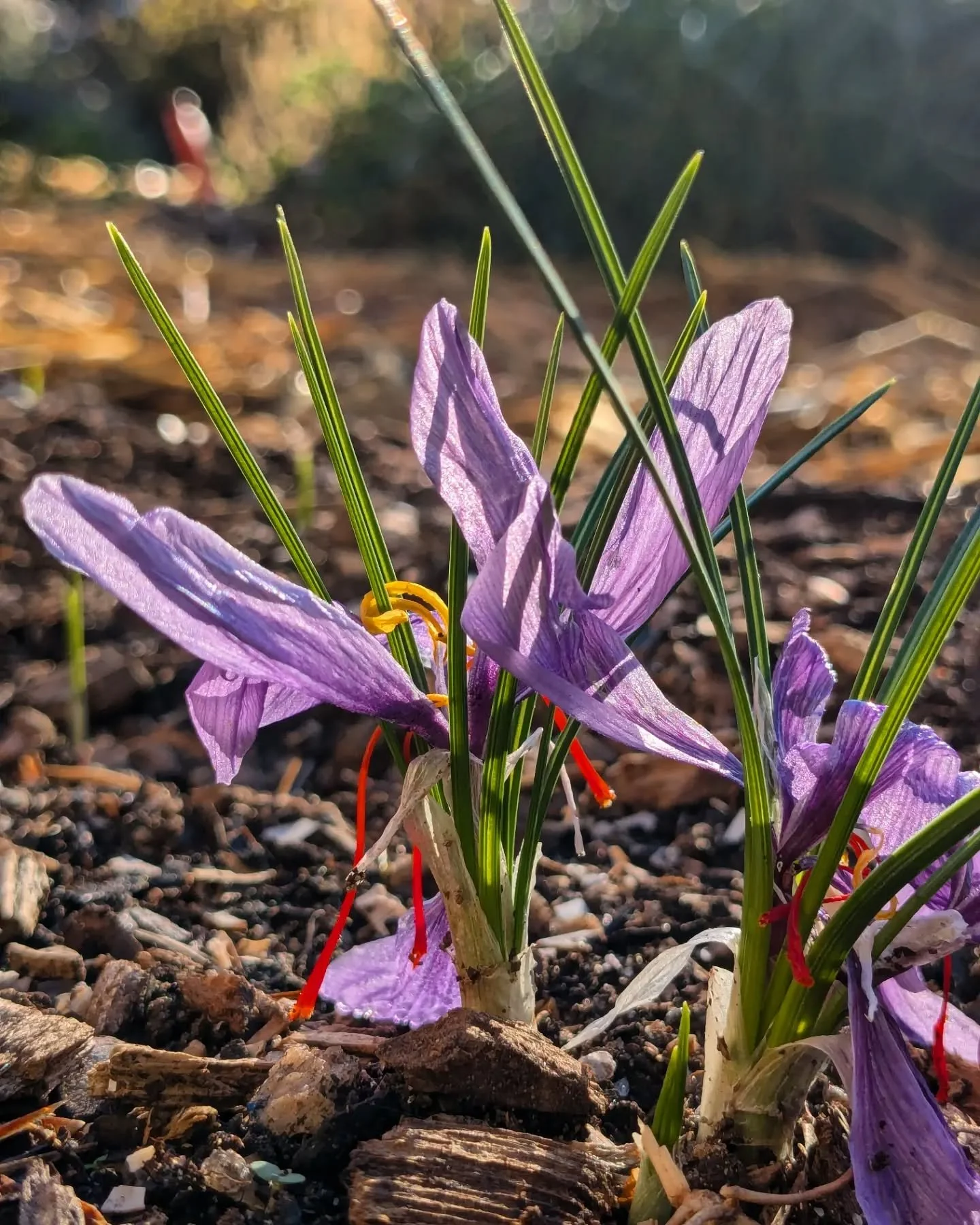 More weird harvest news: last year's 5th graders planted $25 worth of saffron crocus bulbs last fall, this year's 3rd graders dug and divided the corms, and now we're harvesting our first saffron threads! This is how I'll make my first million I'm su