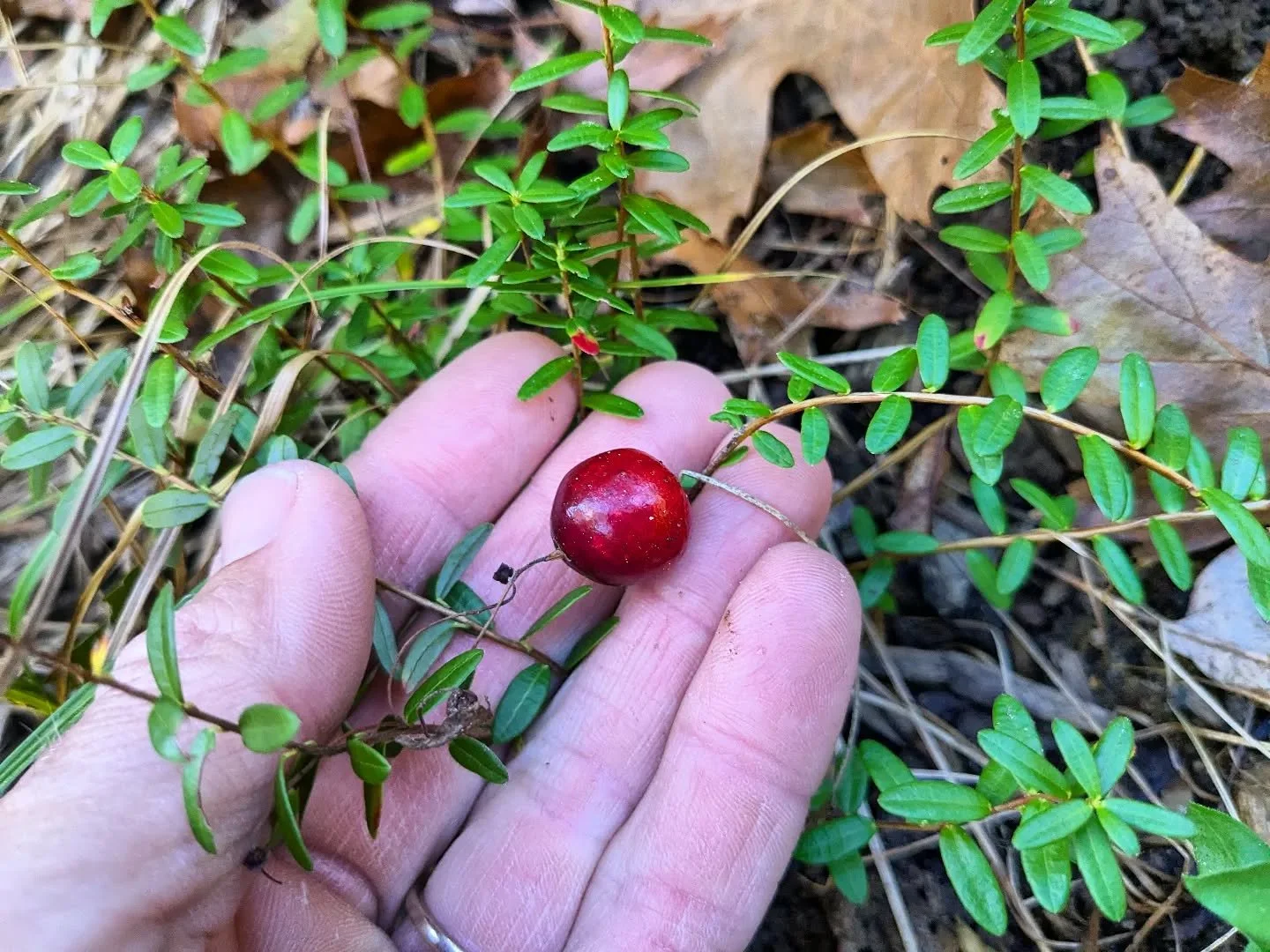 Planted cranberries in a poorly drained spot after everything else died and I'm pleased to report that this year I harvested a bounteous harvest of this one cranberry. Let me know if you want to come over for a little cranberry sauce.