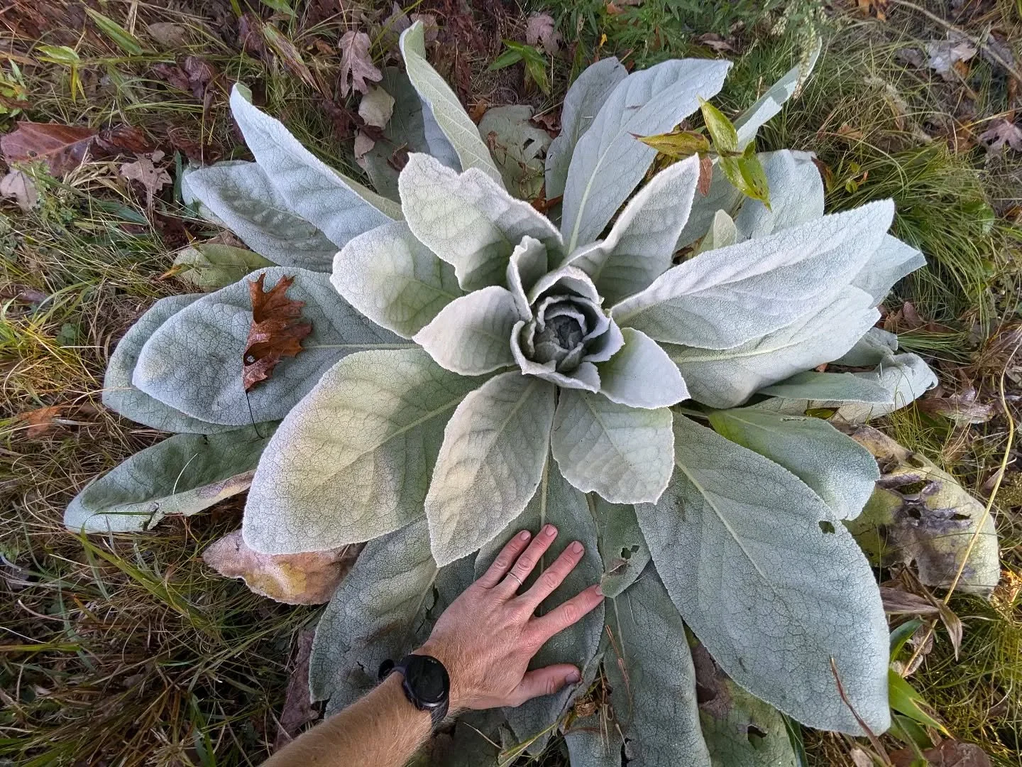 This is without a doubt the largest mullein I've ever seen.