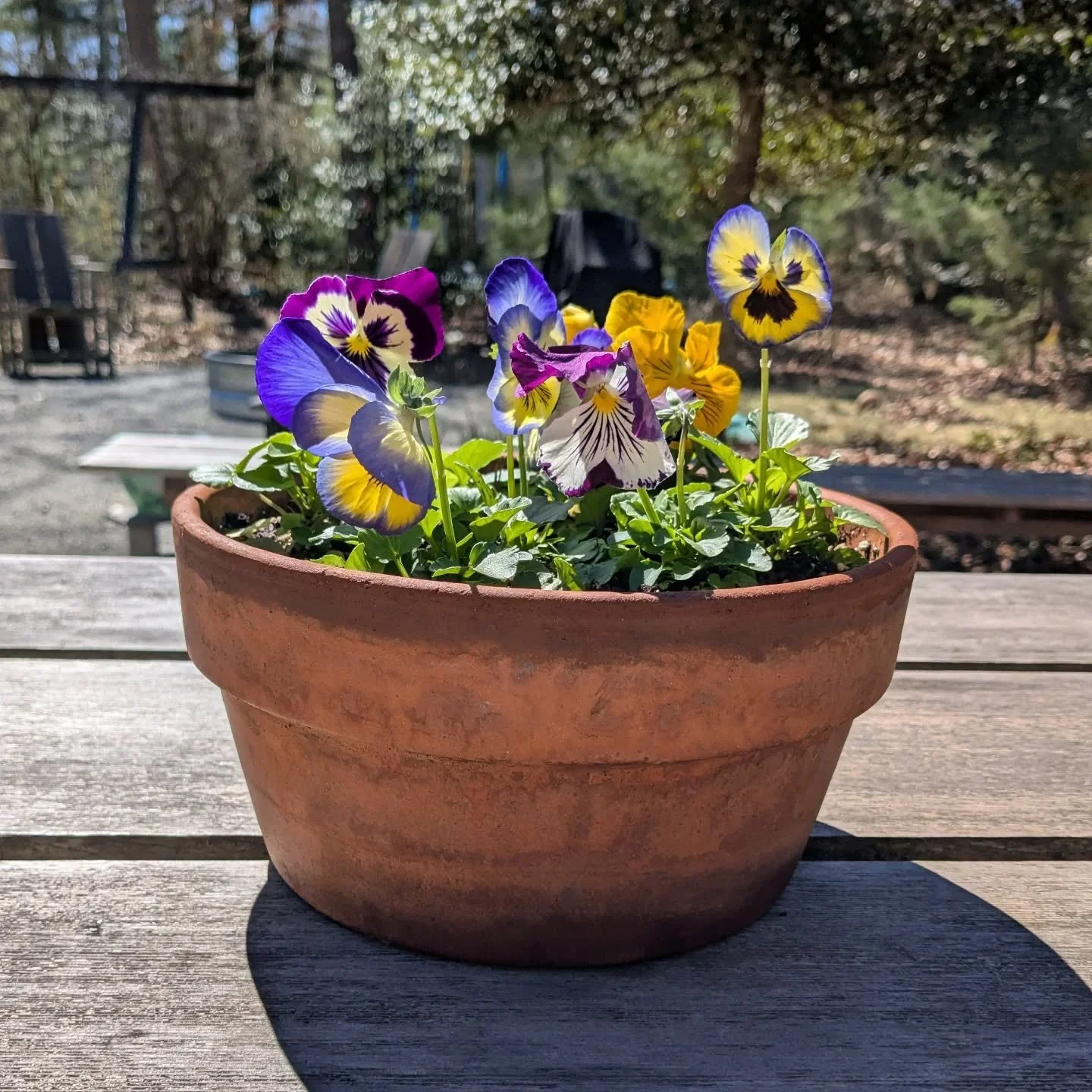 Every year there's a new plant I suddenly start appreciating for the first time and this year it's the sweet lil pansies. So cheery so sparkly