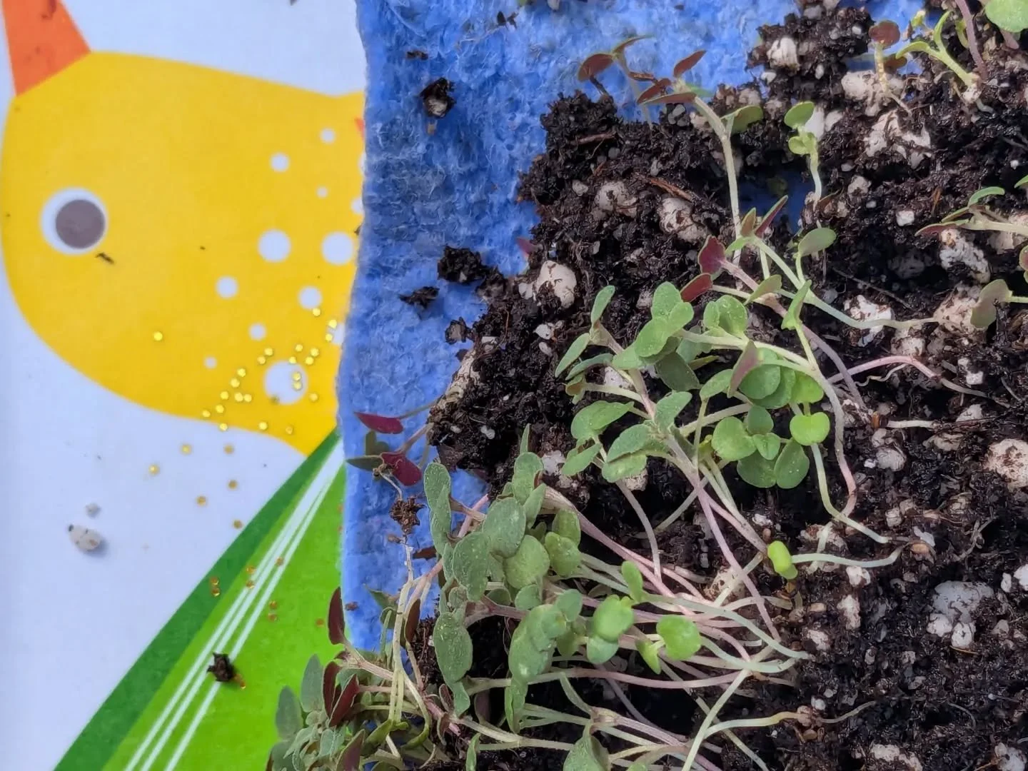 My cool kid picked out her favorite flower in the catalog, sowed the seeds, took good care of them, and now we're potting them up (with her Elphaba doll). I promise I'm not forcing plants on her but I love love love that she loves it. Guesses on the 