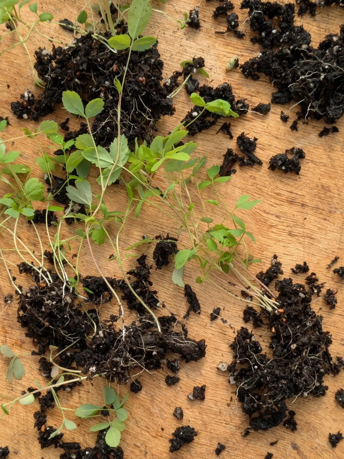Potting up Carolina rose seedlings yesterday afternoon with volunteers at the URI bee lab, getting good pollen out there for the endangered golden northern bumblebee. Have never germinated roses but the man who did these from wild collected hips (and
