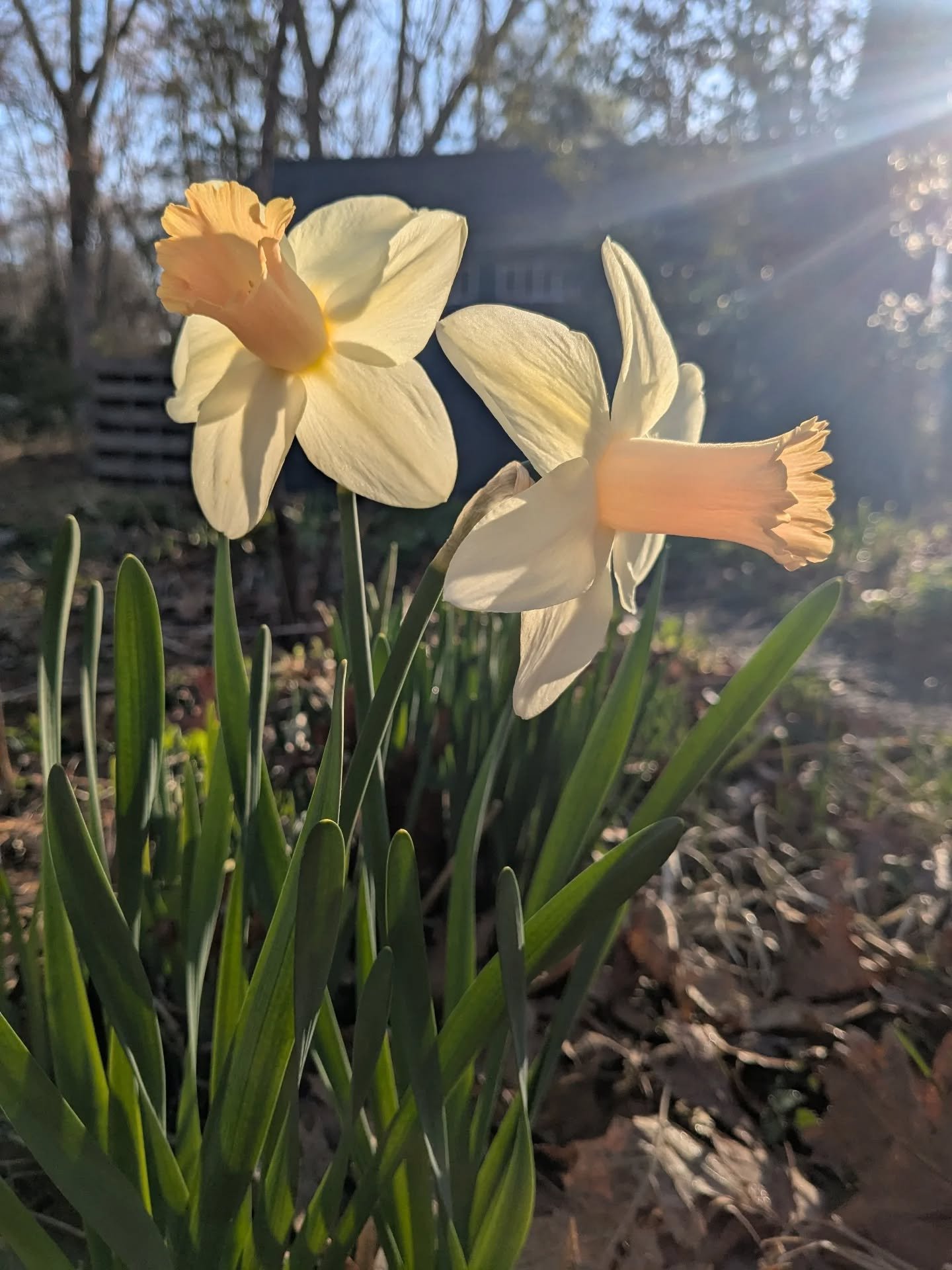 New favorite daff 'Llanfair' glowing like a peachy sunrise. Completely surprised (and delighted) by how much I've gotten into daffodils. Very excited for the @daffodilsocietyofrhodeisland show this weekend at @blithewold_ri