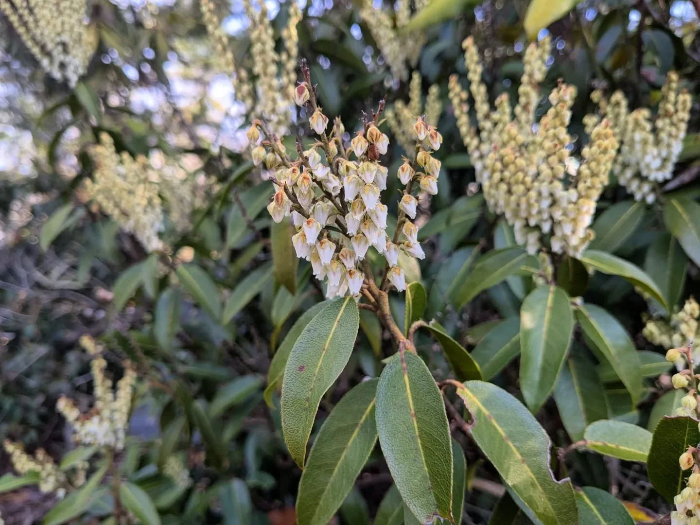 I had never seen the native Pieris floribunda today but it's so easy to distinguish from P. japonica with its upright flower clusters. Both are blooming now and crucial sources of nectar and pollen for queen bumblebees (see the second photo) coming o