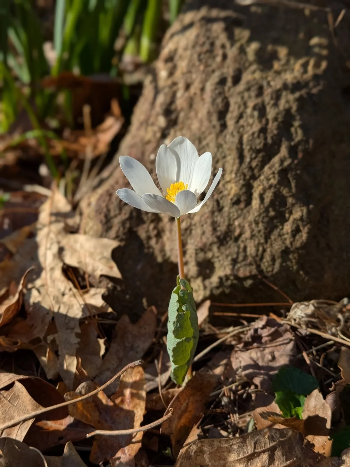 Good morning from my driveway bloodroot.
