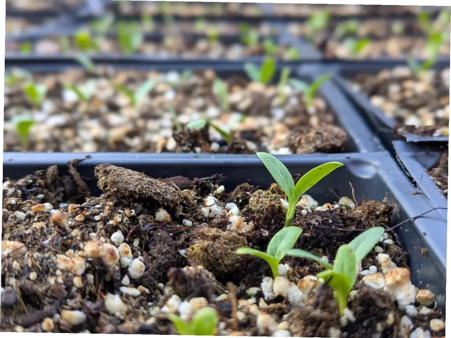 I've never really understood the obsession with milk jugs for seed germination. Seeds I collect from hardy plants in my garden are always perfectly happy to be sown in pots in the fall and left out to cold stratify in truly cold New England winter co