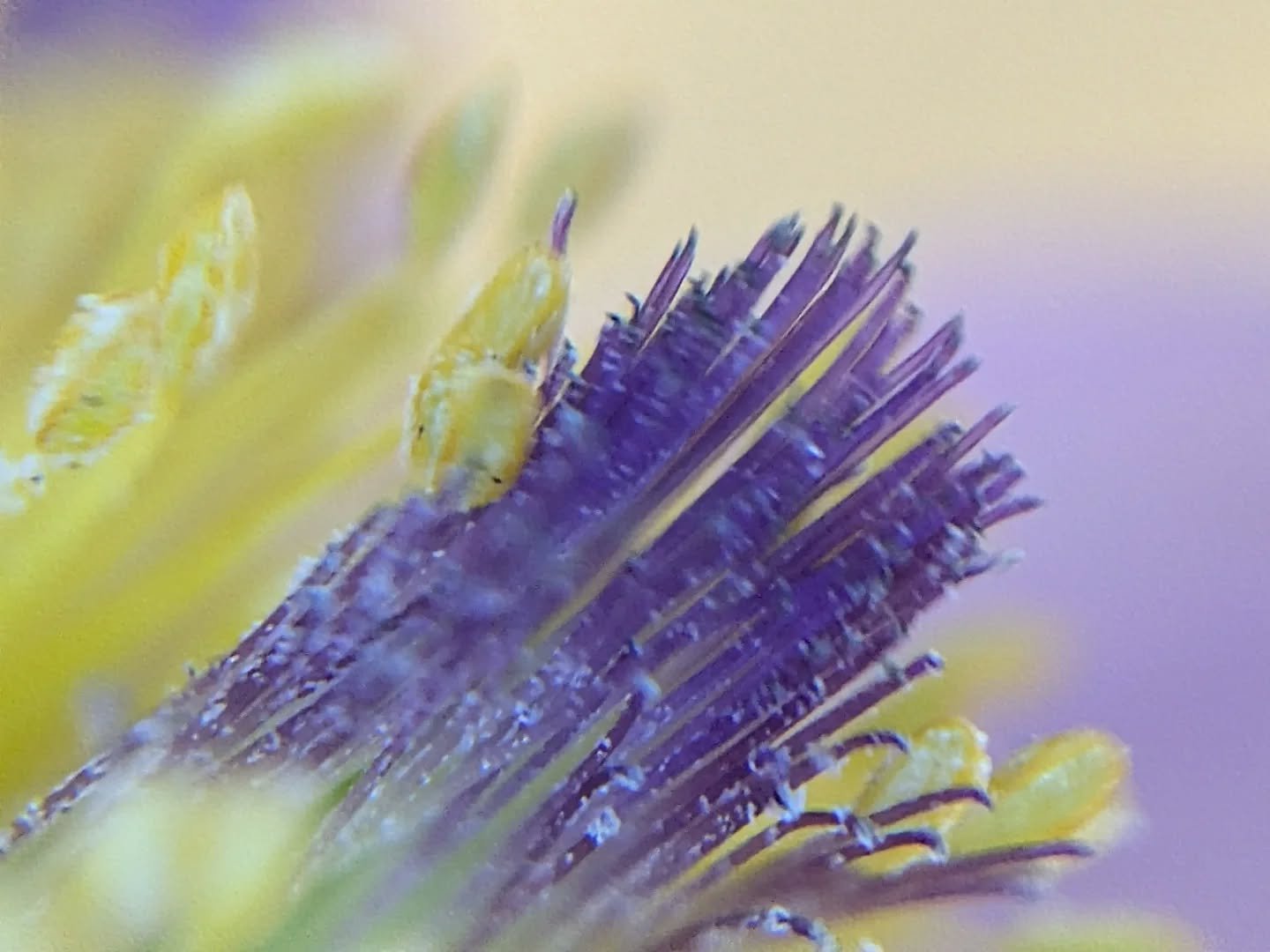 Had never noticed the feathery purple pistils of Pulsatilla until this morningn and I'm kind of obsessed.