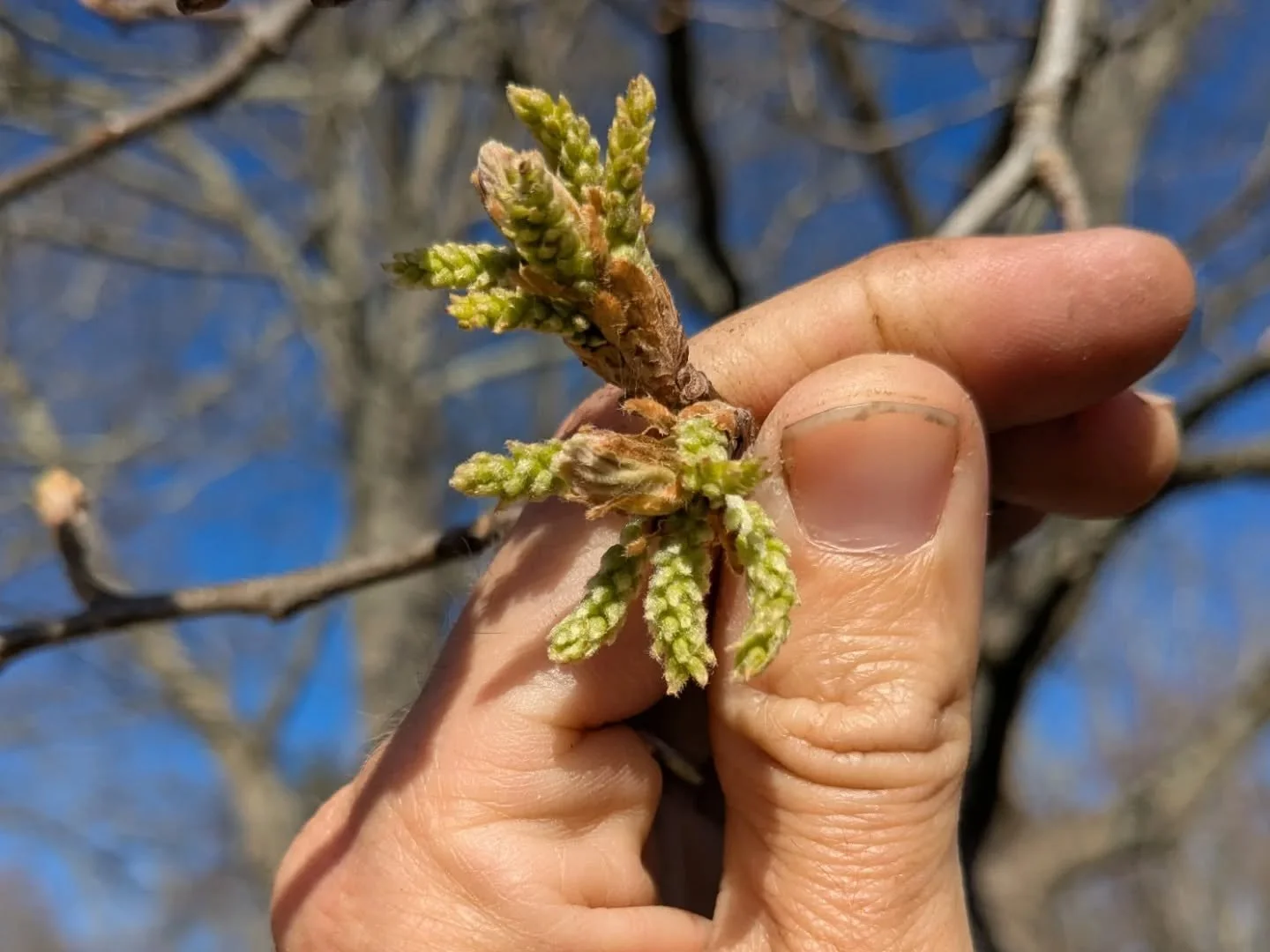 The best predictor for a plant that will support a lot of wild insects is not if it's native, it's if it comes from a big family.

Larvae of butterflies and moths either have wide ranging preferences or are restricted to a genus (a lot of different o
