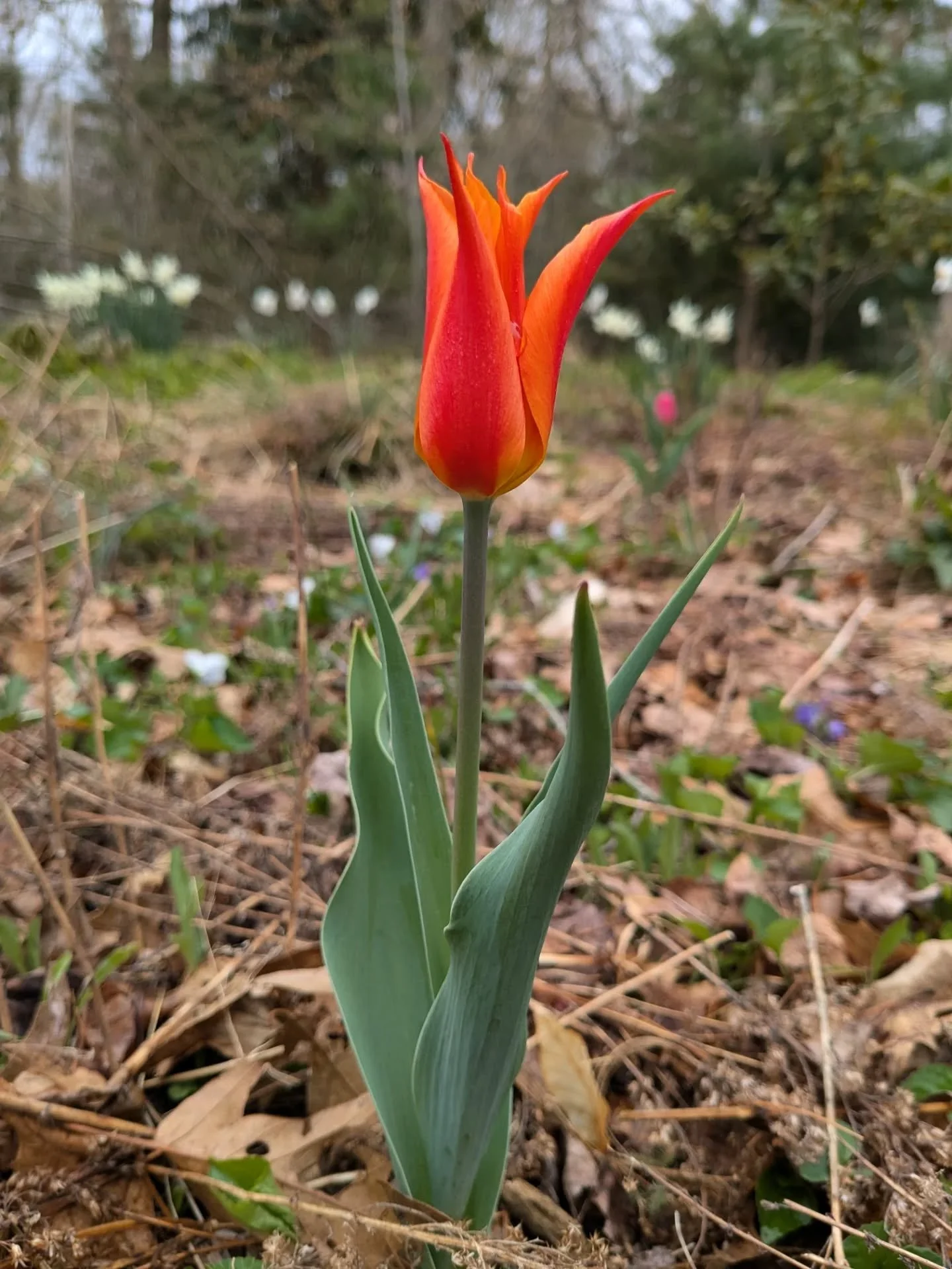 Appreciating tulip selections by 8-year-old and flower arrangements by 4-year-old.