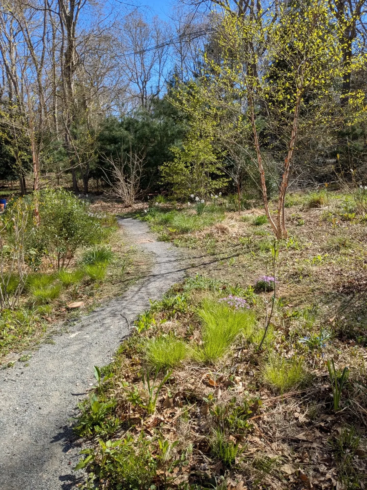 Five years ago this was bare ground post-construction. Feels very good to walk through it now and see everything my kids and I have planted and tended and found and encouraged. It's such a beautiful tangled mess of thriving.