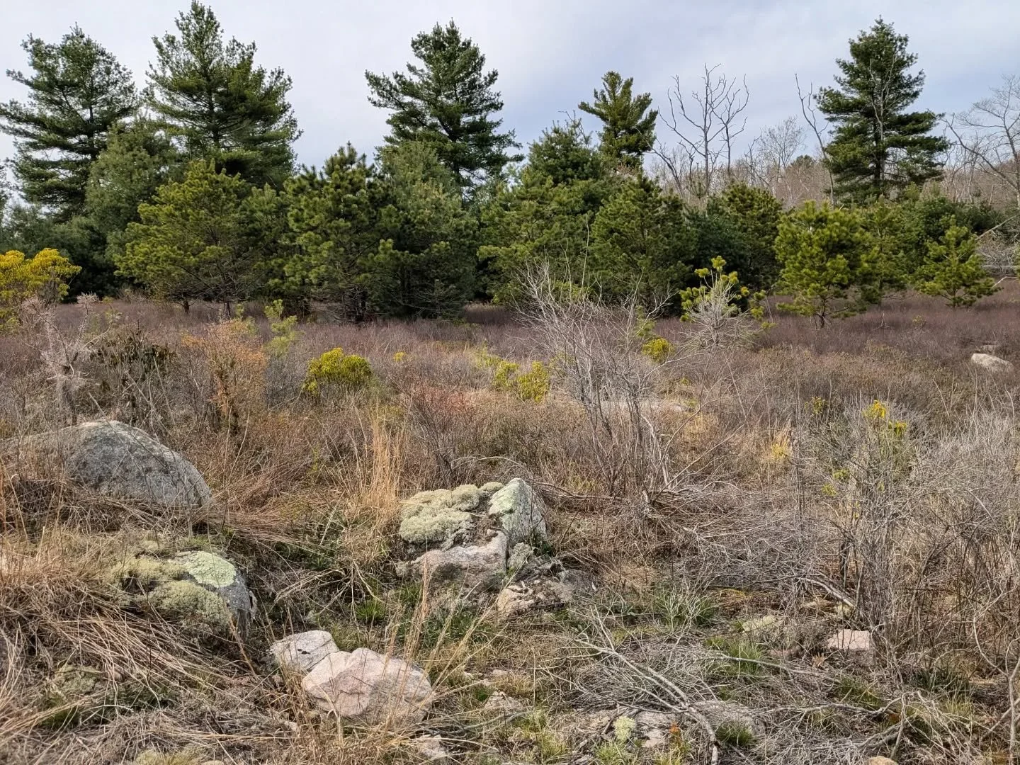 Could not have asked for a better last day of the semester. Every time I teach field botany I'm so impressed with and proud of the students who take on learning hundreds of new plants in their wild habitats, and they do it with joy! The future is in 