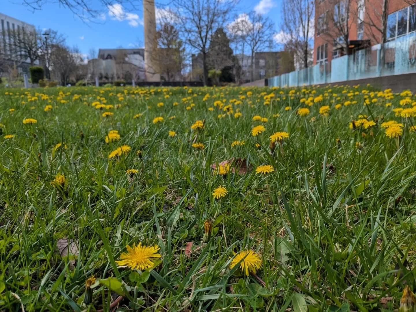 I love that our campus grounds team intentionally leaves these in the lawns. If you let them they can be a great source of early nectar and pollen for native bees and beetles, not to mention a chance to see how cool and weird composite flower structu