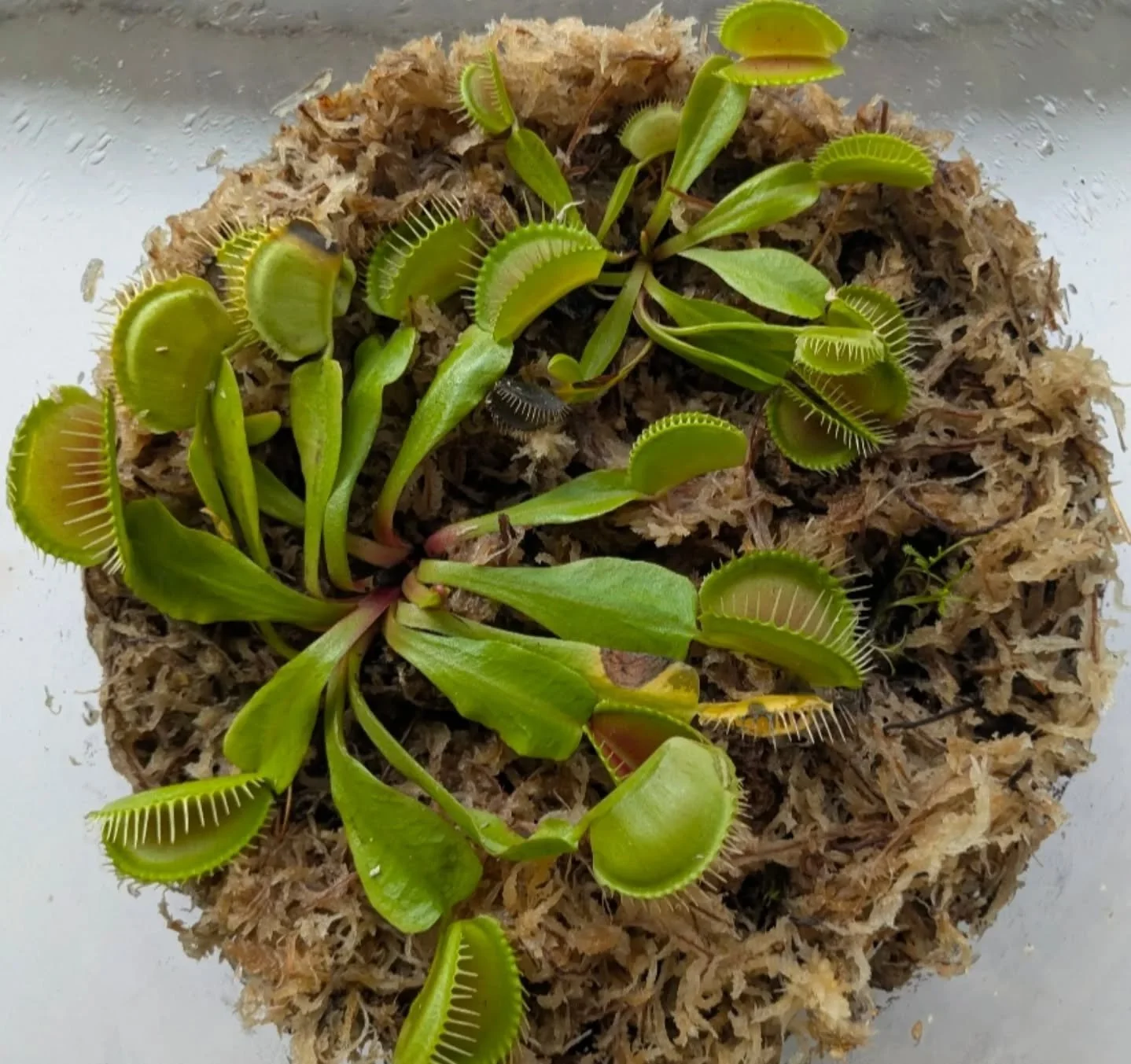 Was plucking grass seedlings out of this terrarium last night, accidentally dropped one in a trap and it closed so fast I jumped.