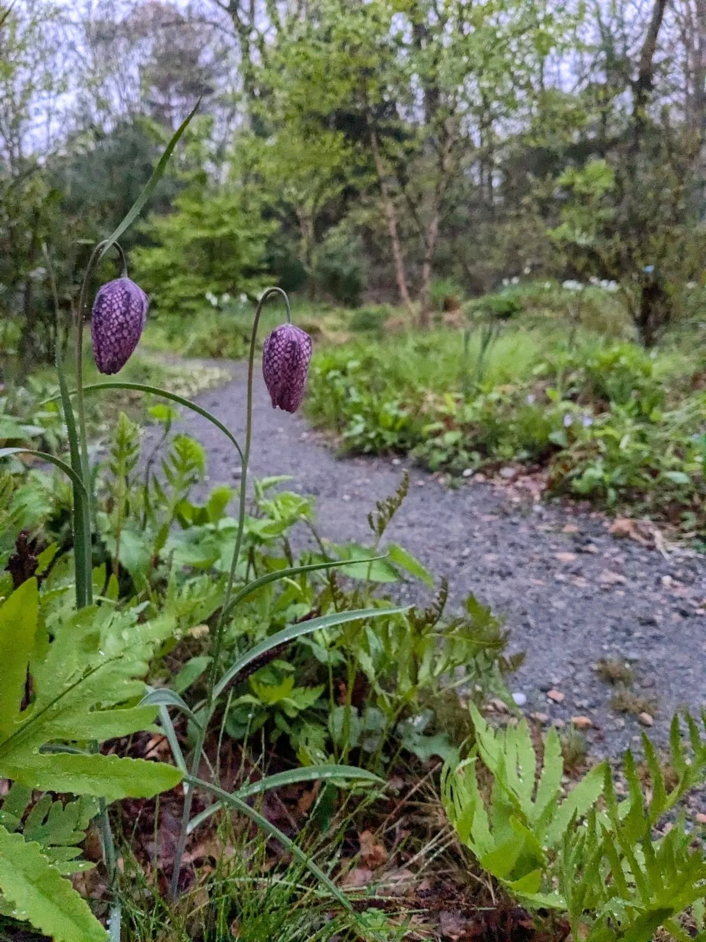 I dare you to show me a cuter path