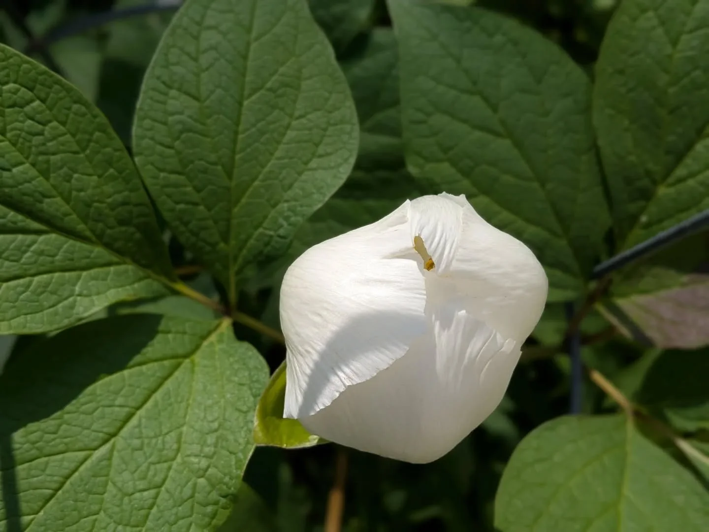 Transition time. Most of my bulbs are on the way out, some of my wild geraniums are on the way in, and some of my favorites are bringing the gap. I have one single solitary woodland peony and I wait all spring for that big glowing moon to wax full an