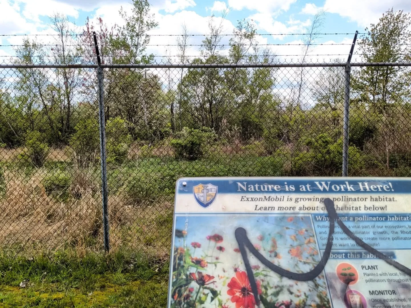 This abandoned ExxonMobil pollinator planting is a work of art.

Everything I rant and rave about summed up perfectly: overconfidence in outcomes with no long-term management plan results in a return to the conditions created by the original disturba
