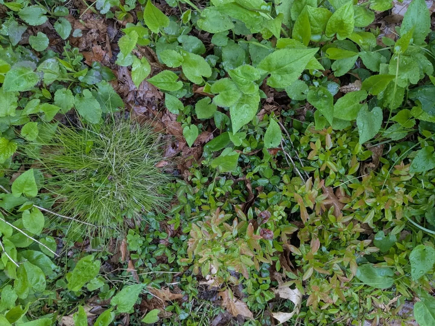As @wild.by.design put it the other day about his planting, my garden design strategy is "good luck weeds." Planting densely and managing gardens as communities is just as important as plant selection in making a resilient garden. Gardens p
