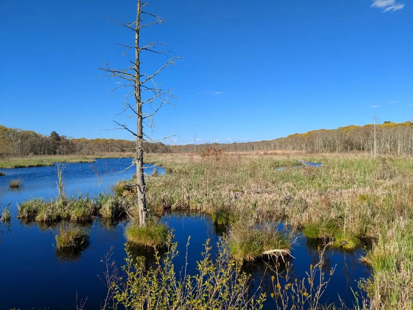 I love this spot and the way the tussock sedges make little islands for other plants to take root (and other turtles to take naps).