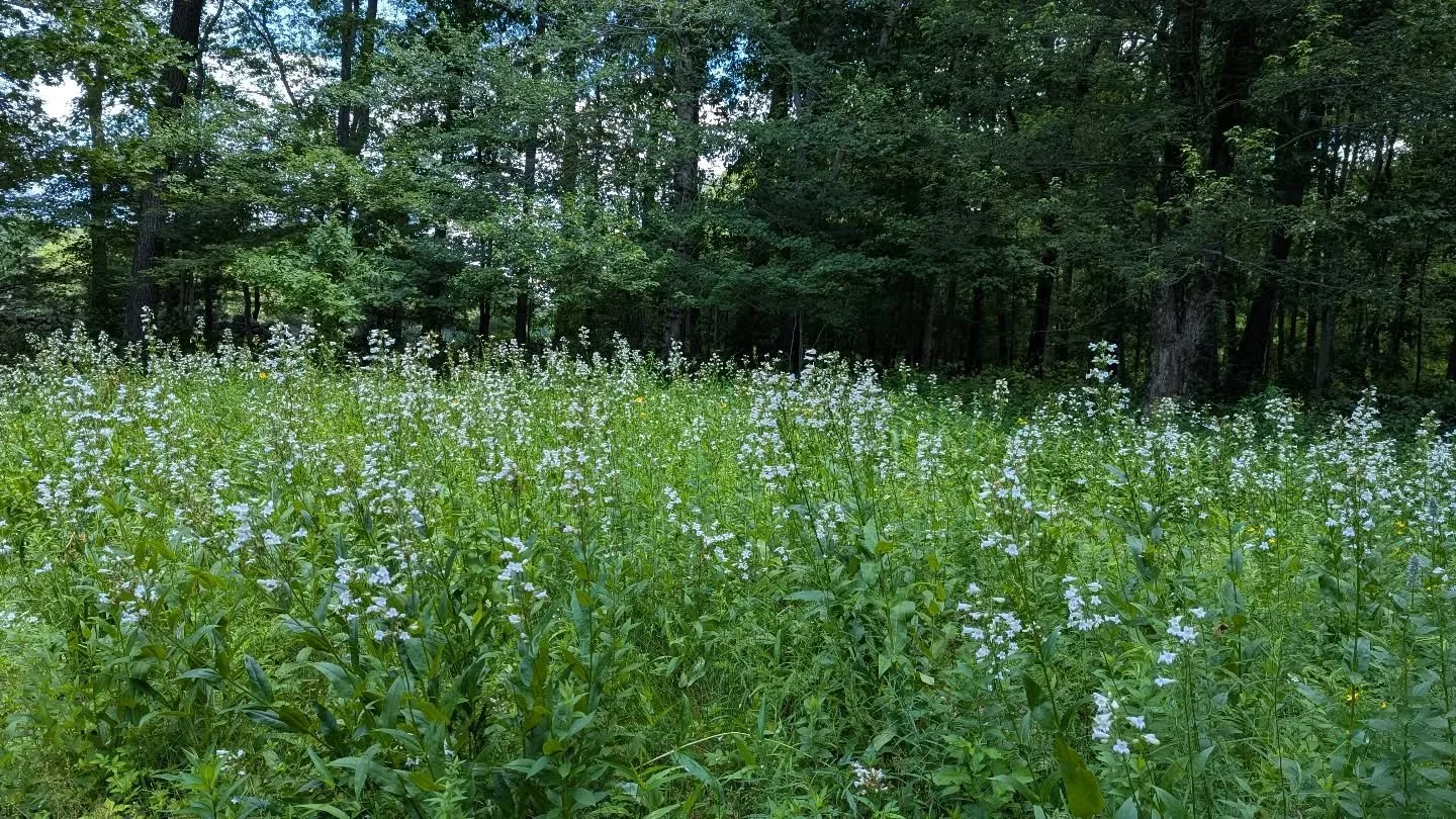 Got this from a client who's as happy with her seeded meadow as these Penstemon clearly are. No herbicide or tilling or tarping! Three years ago we mowed the existing ~3,000sf lawn and weedy friends as low as possible into late May, then seeded in a 