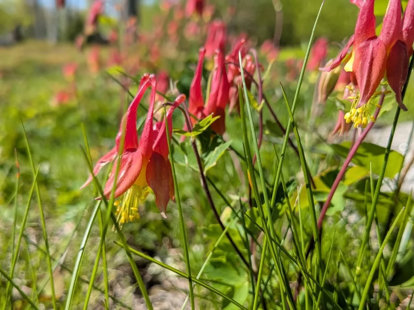 Columbines on a NH hilltop to round out a really lovely weekend.