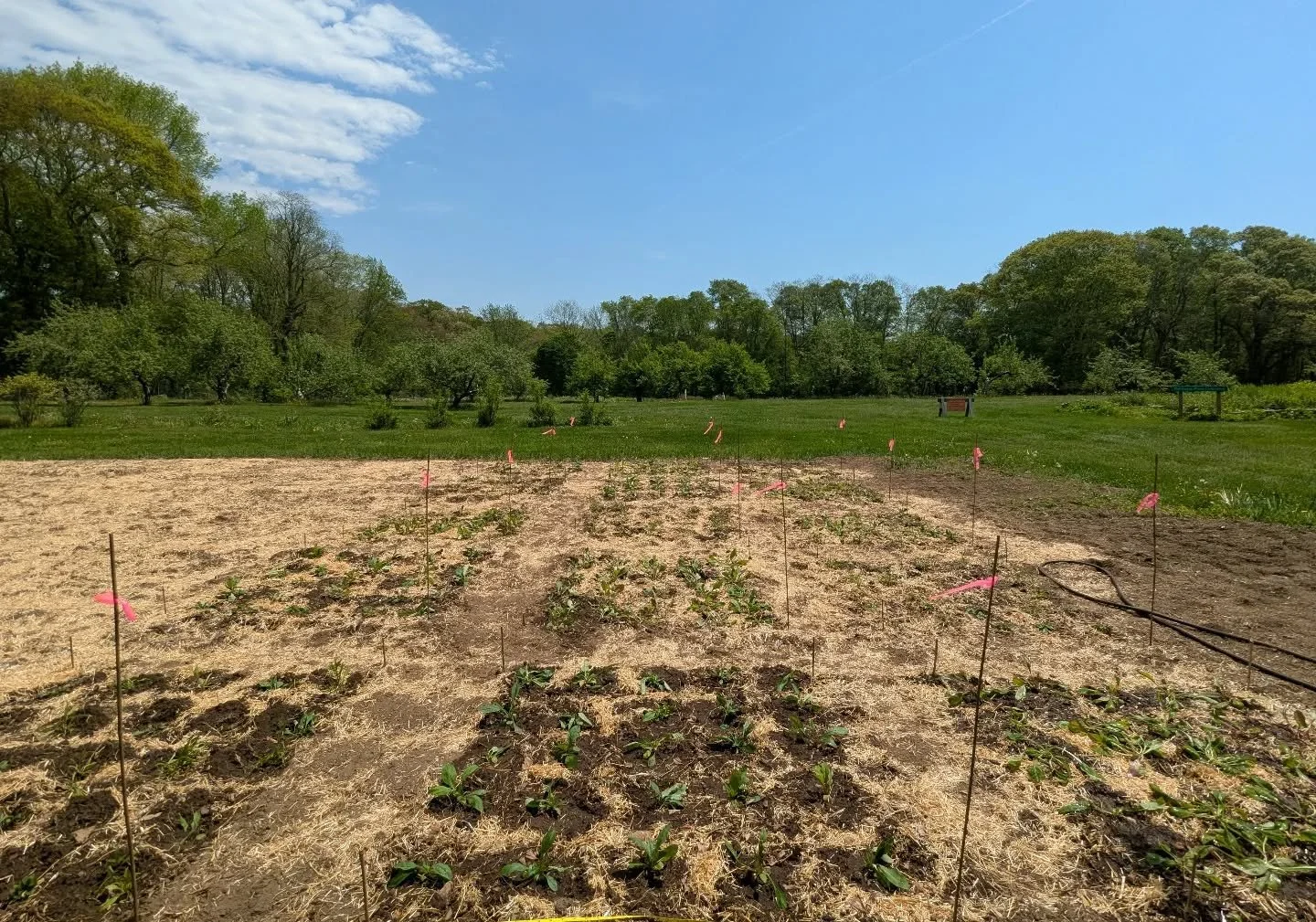 We officially have plants in the ground for a study comparing insect interactions on locally native, regionally native, and non native Penstemon species. Watch this space for cute bee pics.
