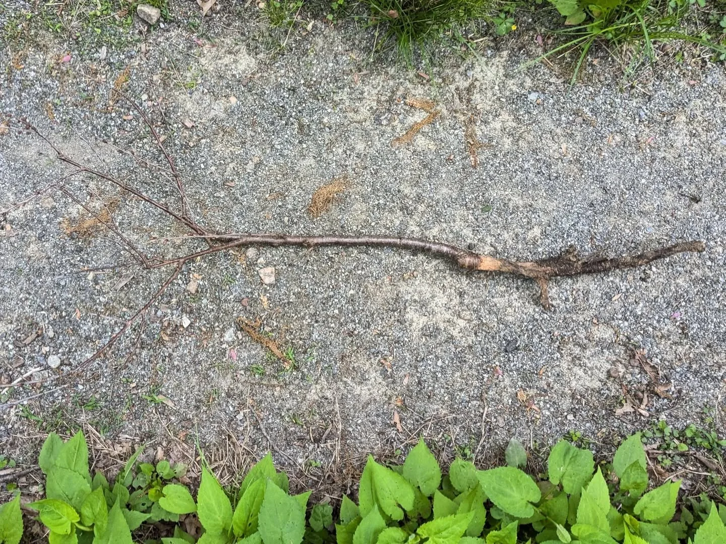 Between the snow and the leaf litter I was apparently supporting a very healthy vole population this winter. My sour cherry wasn't leafing out and it turns out it was completely nibbled around the stem in Vole City, along with several other perennial