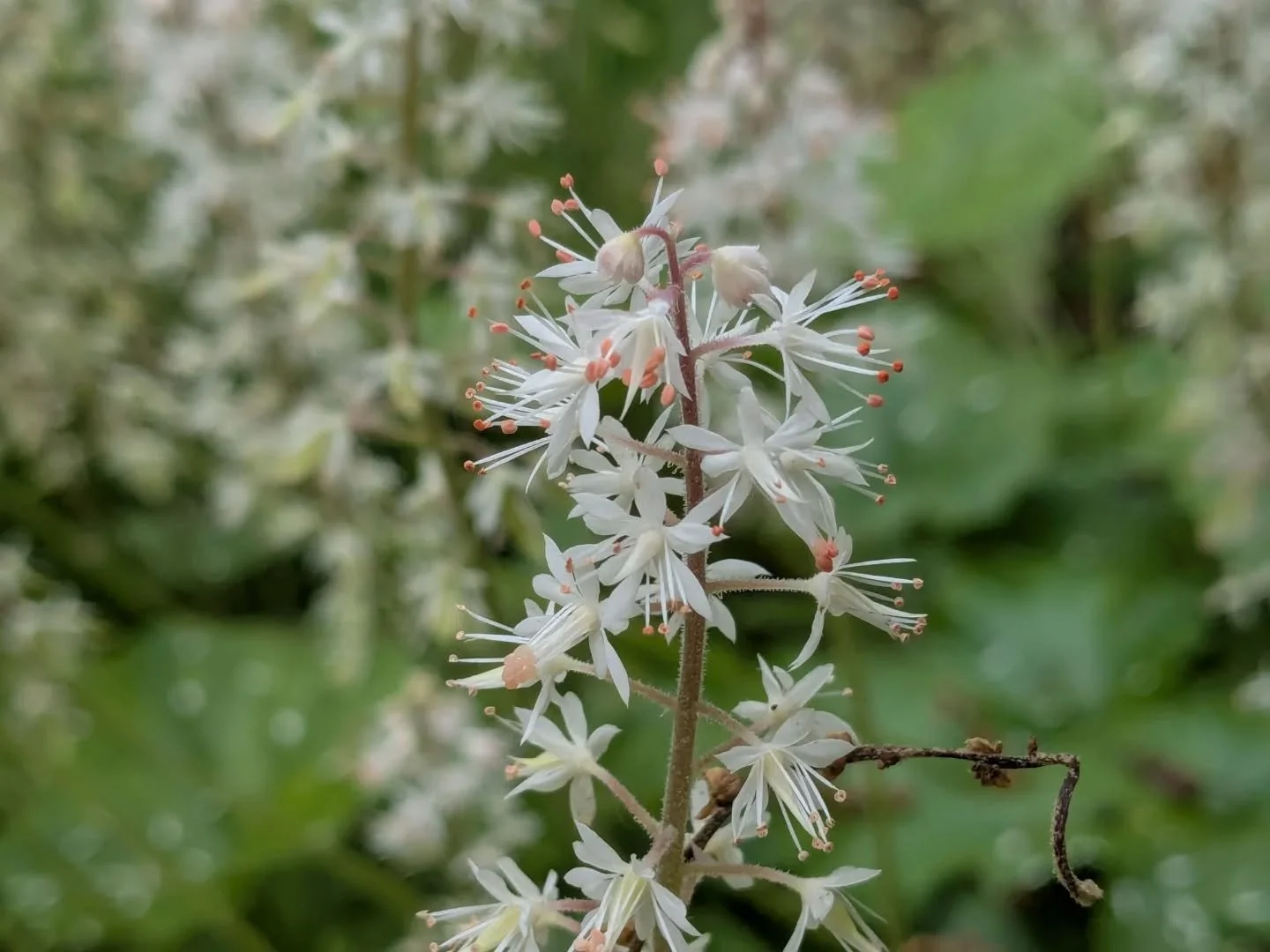 I love watching the bumbles fill their baskets with the little coral-colored pollen