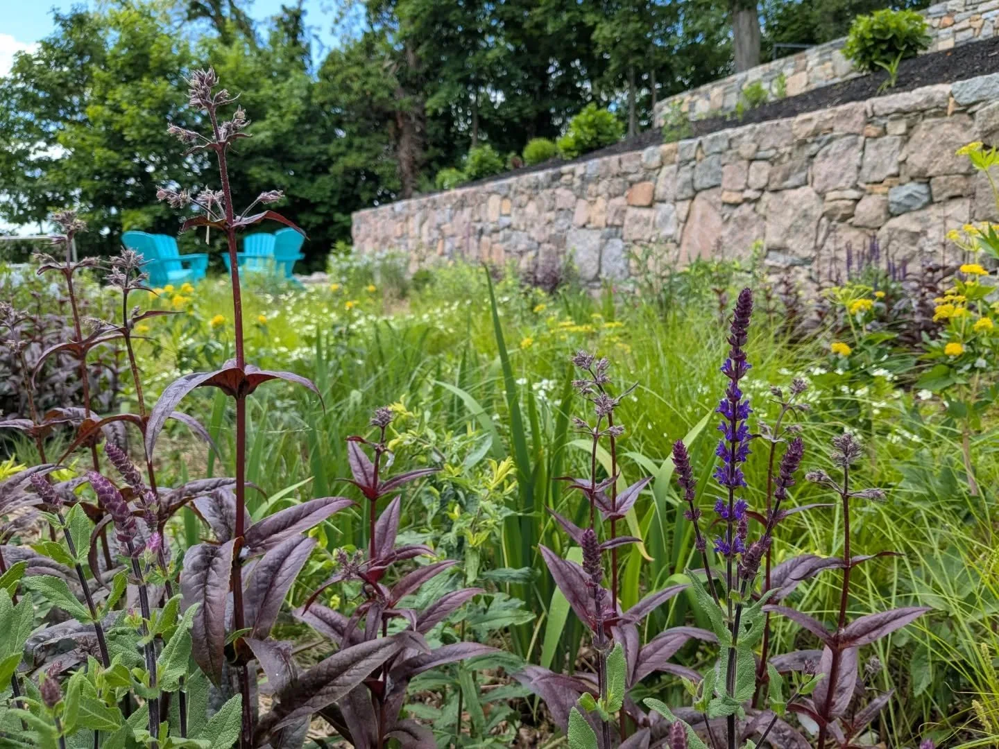 Riverside to check on a terrace rain garden from last year. That Canada anemone / fox sedge combo will always make me think of the @chicagobotanic science center.