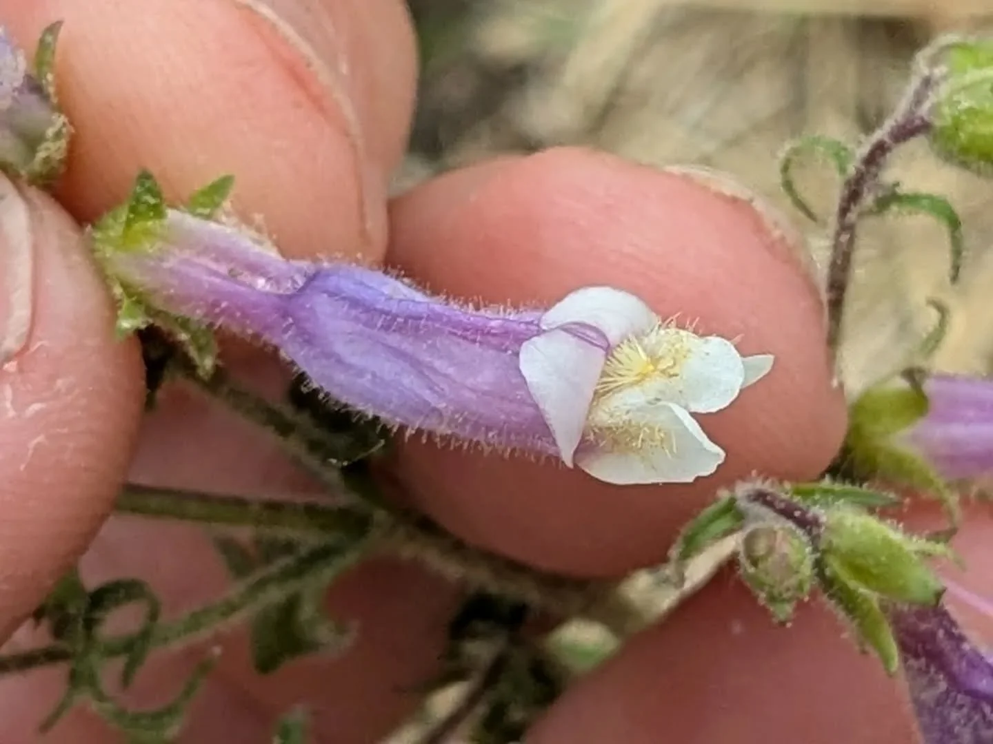 Penstemon hirsutus, so tiny so hairy