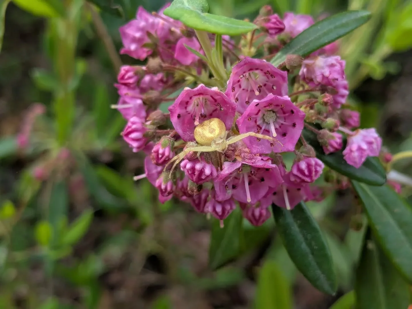 Crab spider on sheep laurel did not get the camouflage memo.